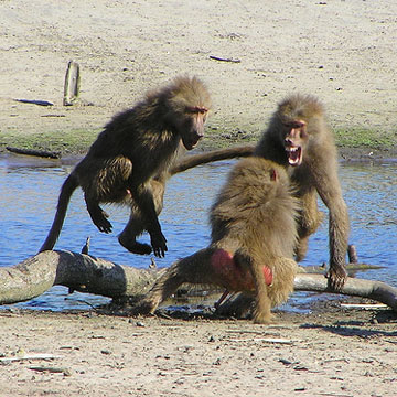 monkeys