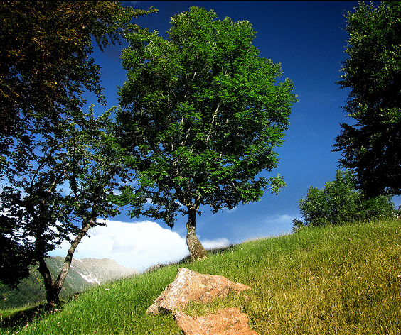 tree