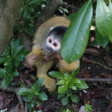 monkey360