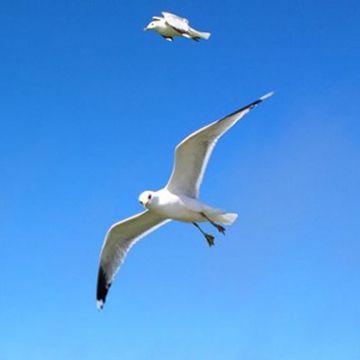 seagull-595x432_sq11
