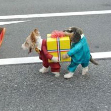 dogs_sq