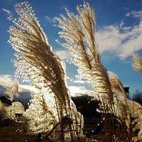 Lumiapic200