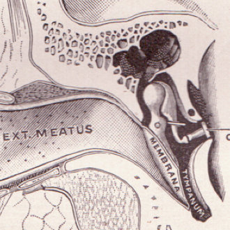 ear120