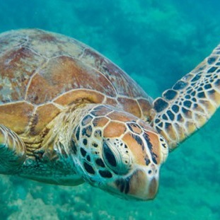 Great-Barrier-Reef_lumia_photo