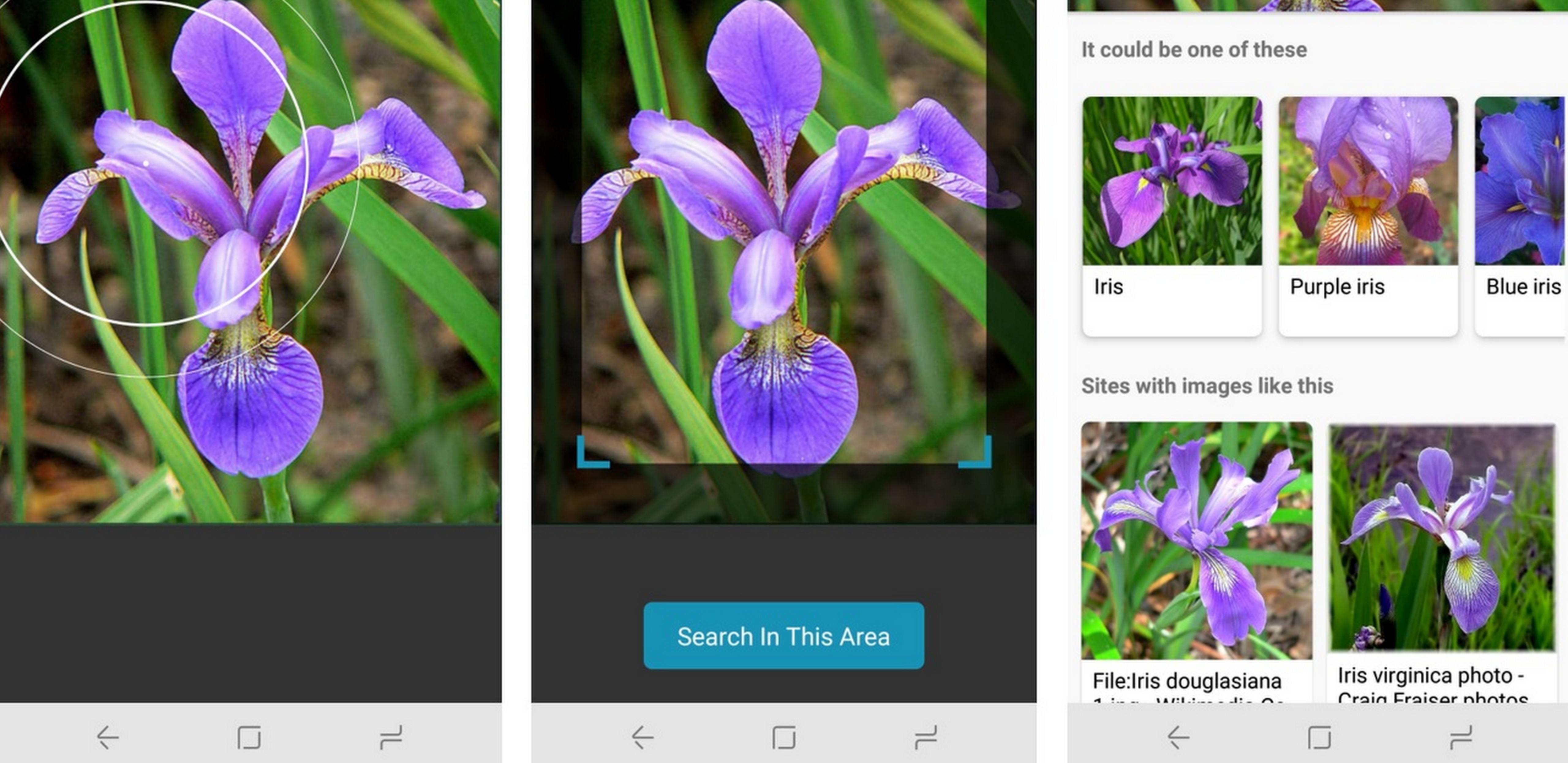Searching with an image of a flower to find out what type it is