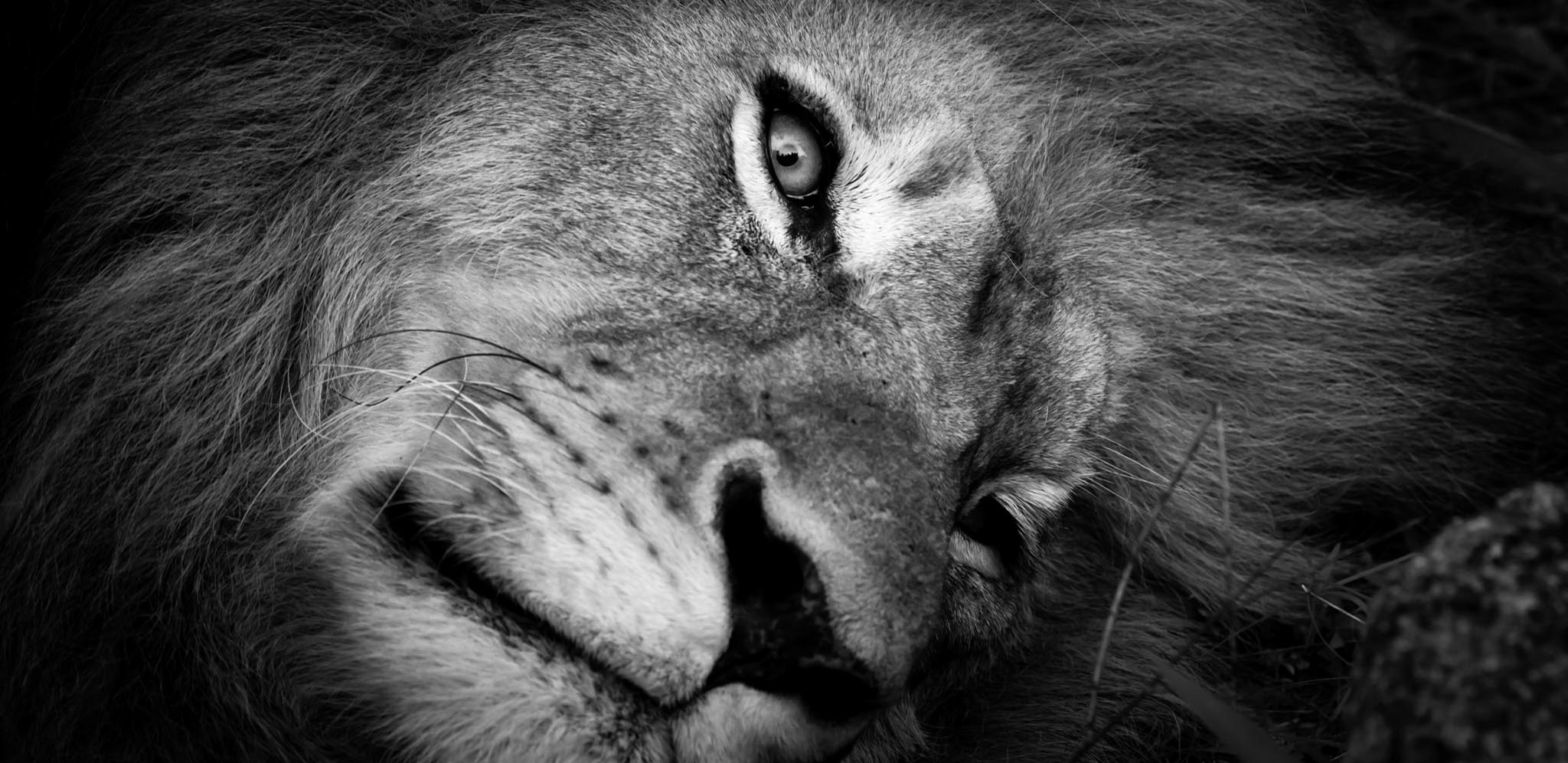 Close-up of a lion's face
