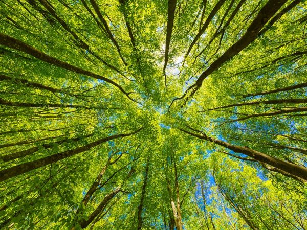 Looking up in a forest of trees
