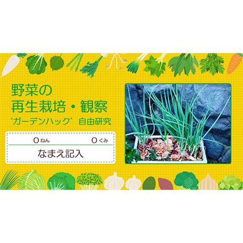 自由研究ノート「野菜の再生栽培・観察」