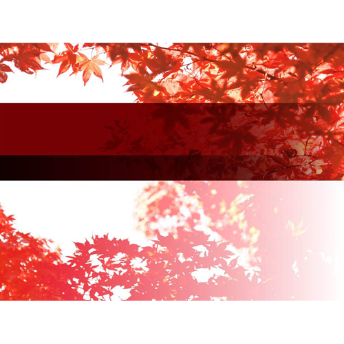 企画書 (シンプル・紅葉)