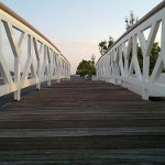 A moorhen on the run