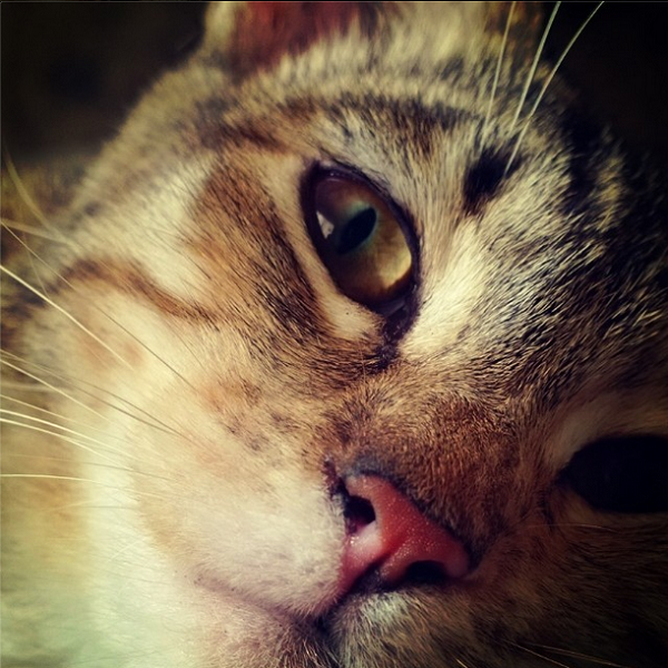 1020day-cat-alejandrojasso-insta600