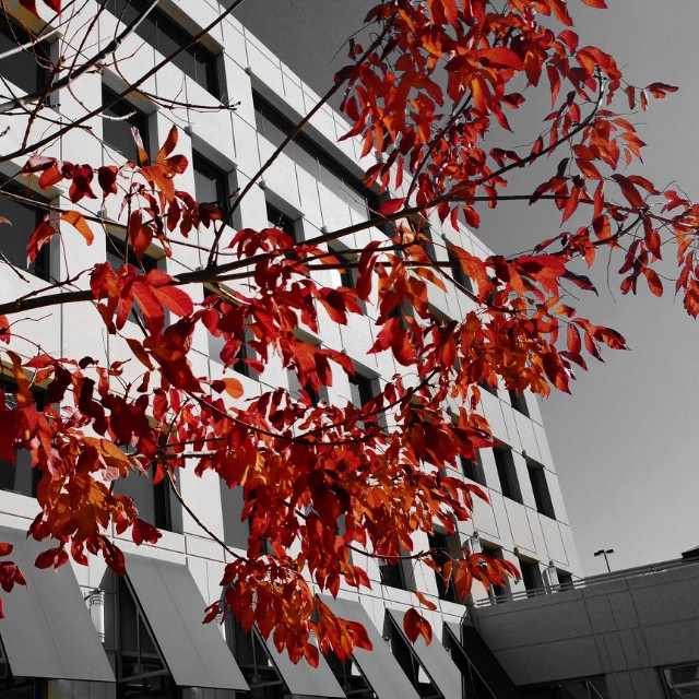 1020day-urbanfall