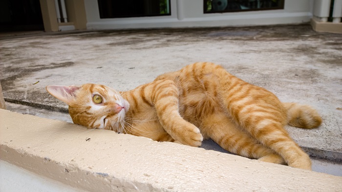 WP_20131021_14_55_29_Pro-LR700