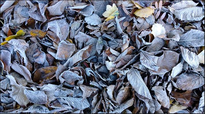 00 Nokia Frosted leaves