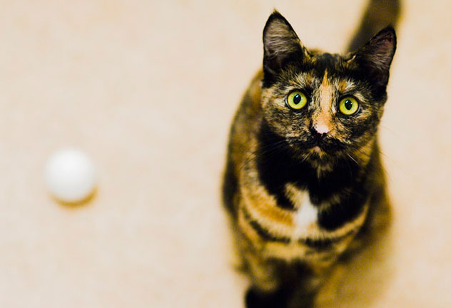 cat_feat