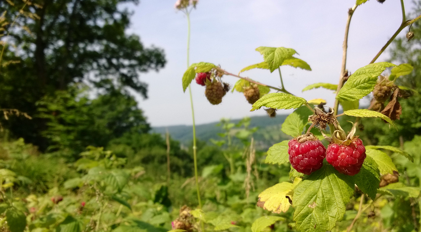 Nokia-MVC-November-Berries