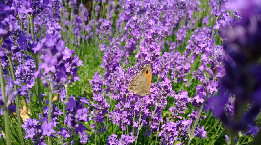 Nokia-MVC-November-Butterfly