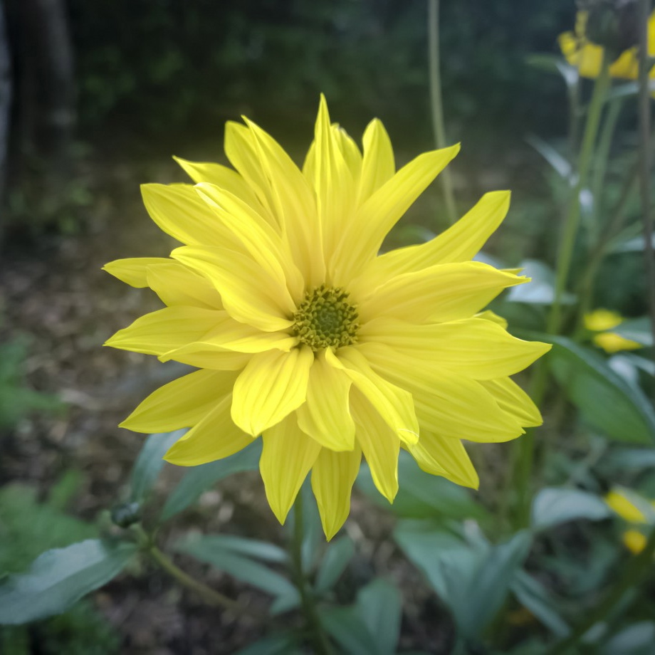 Blomst Gul-2