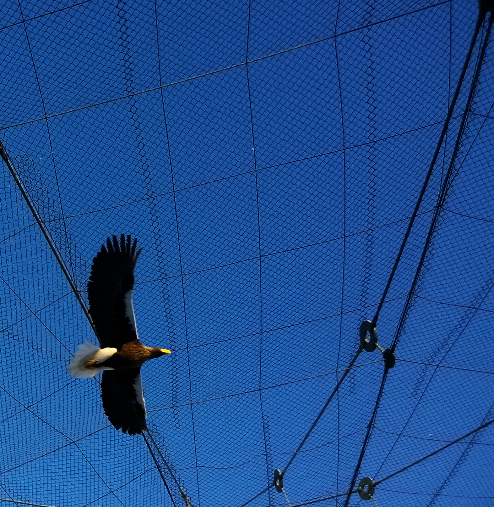MVC-OCTOBER-HELSINKI-ZOO-EAGLE
