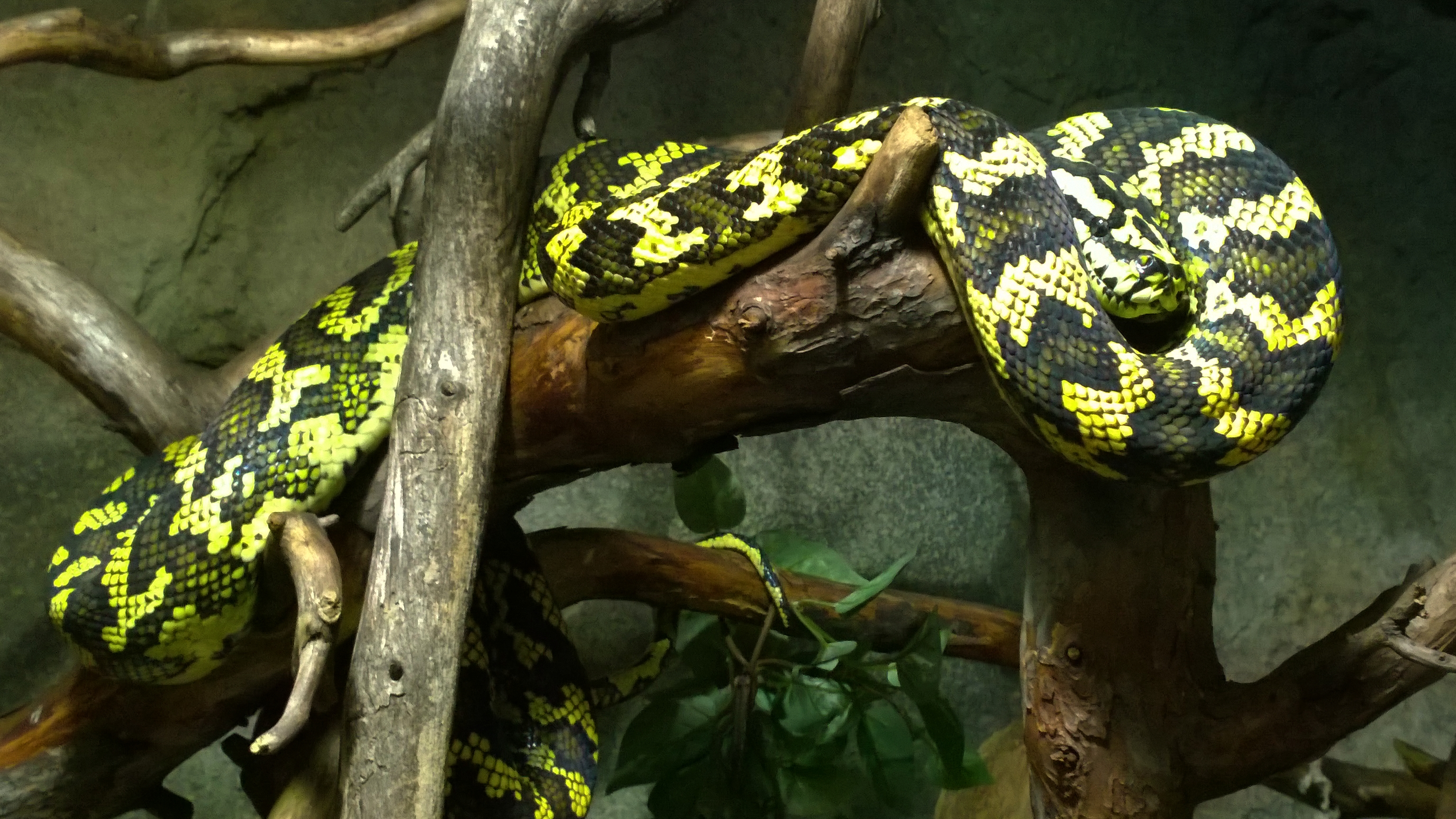 MVC-Nokia-Connects-Snake-October