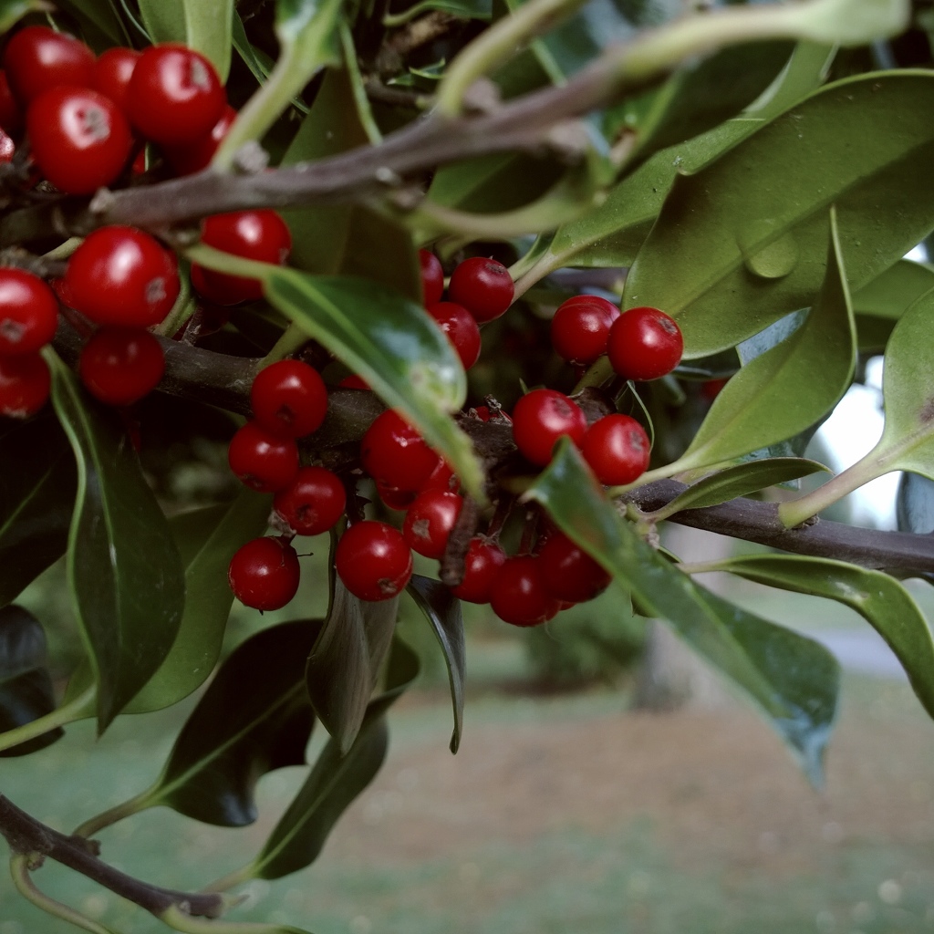 berries