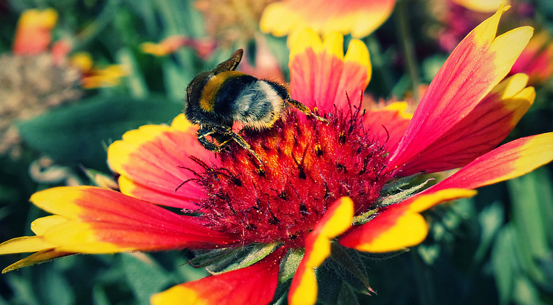 MVC-DECEMBER-DETKO-BEE