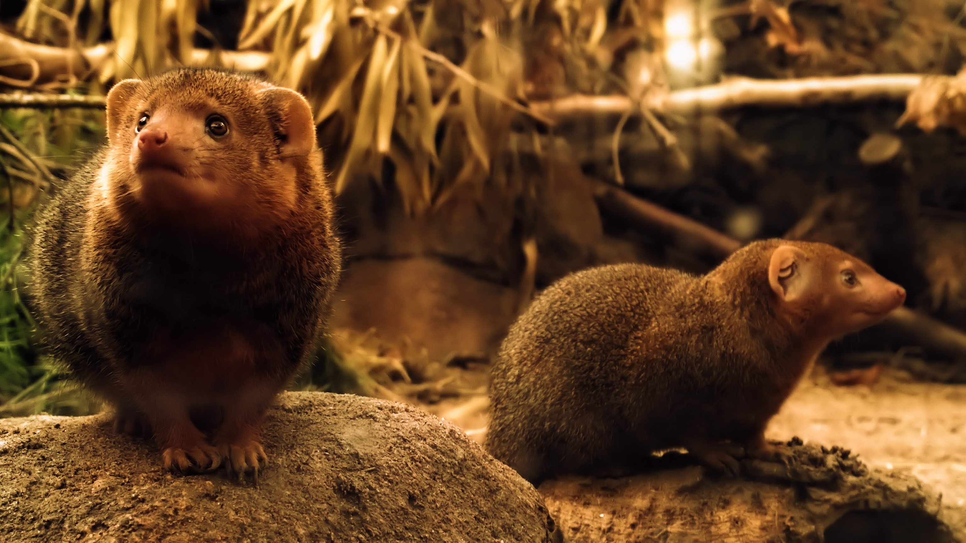 Tommi-Helsinki-Zoo-Mongoose-Nokia-MVC