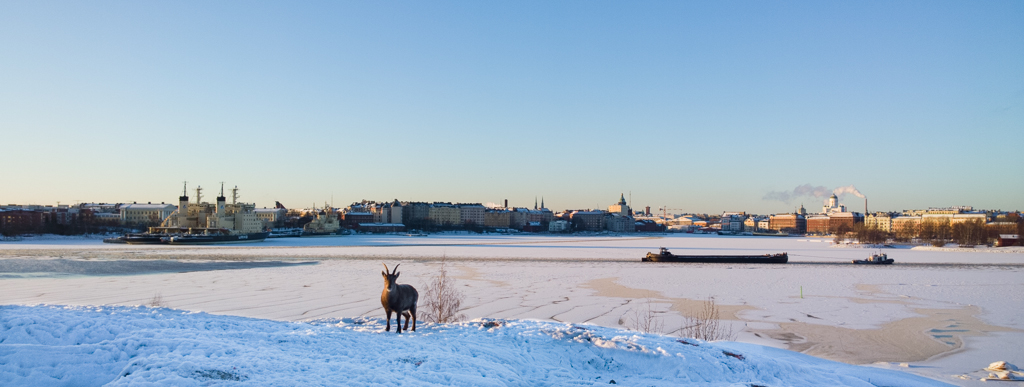Alpine Ibex and Helsinki