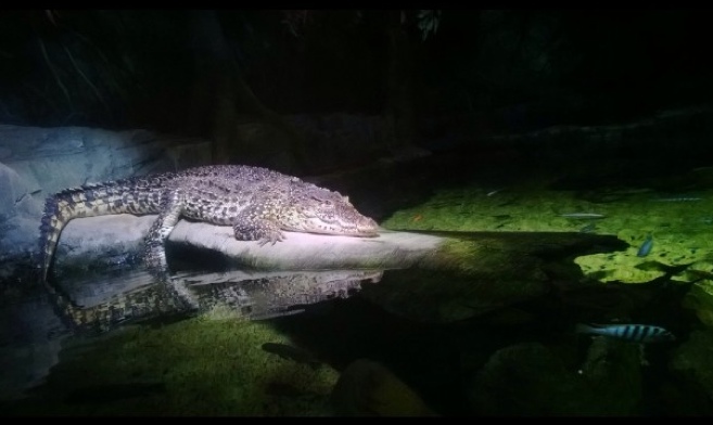 NokiaLowlight6