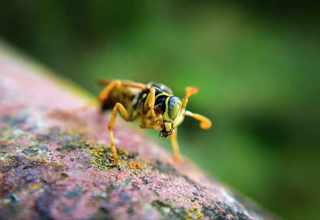 nokia macro photo 1