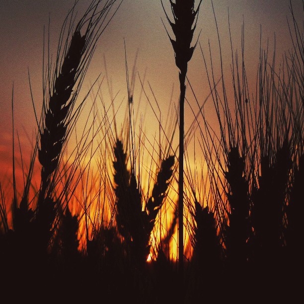instagram7