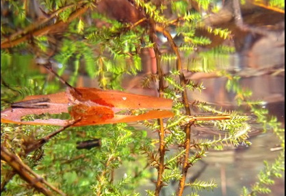 Lumia Underwater 4