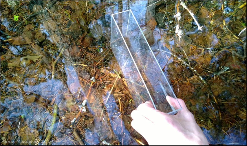 acuatic lumia