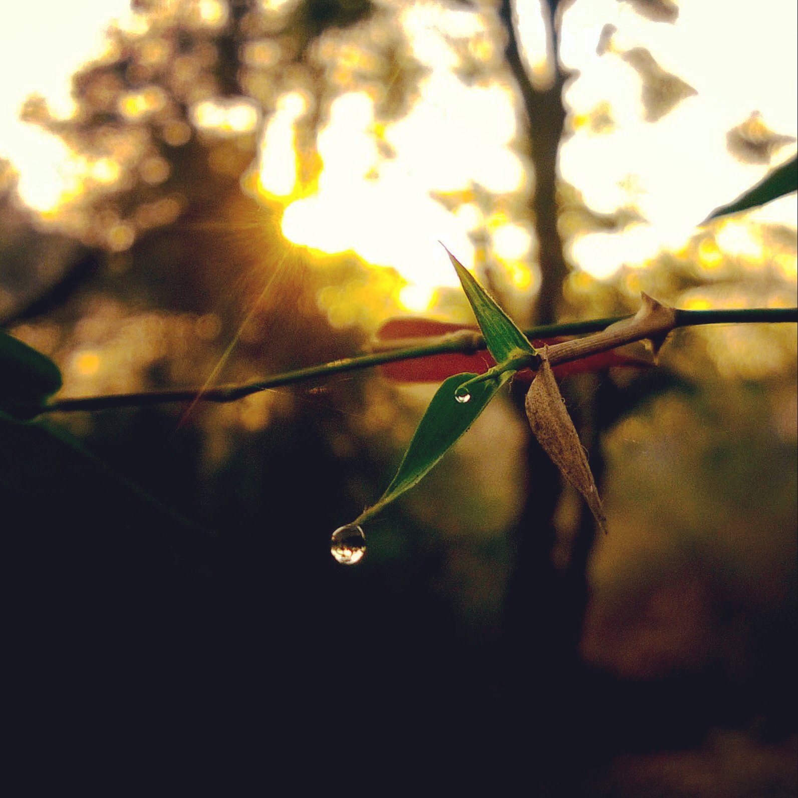 Lumiaisntagram3