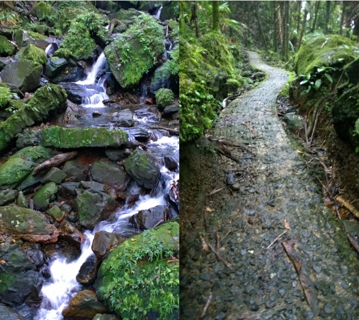 lumia 1020 rainforest