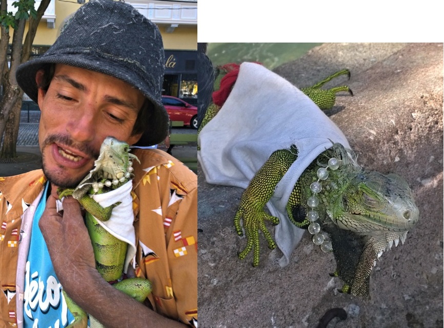 lumia 1020 iguana