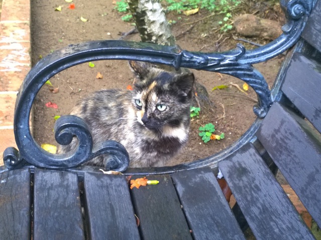 lumia 1020 framed cat