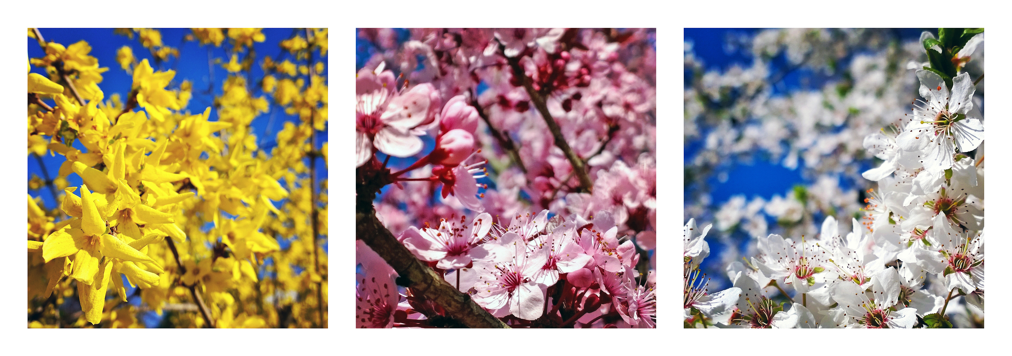 NokiaLumiaChallenge_David_Detko_Spring