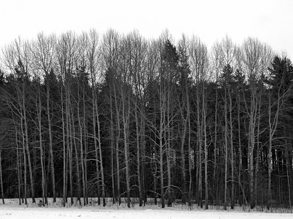 bwforest