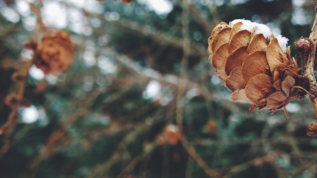 conebokeh