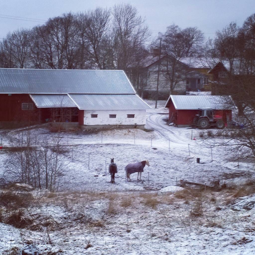horses
