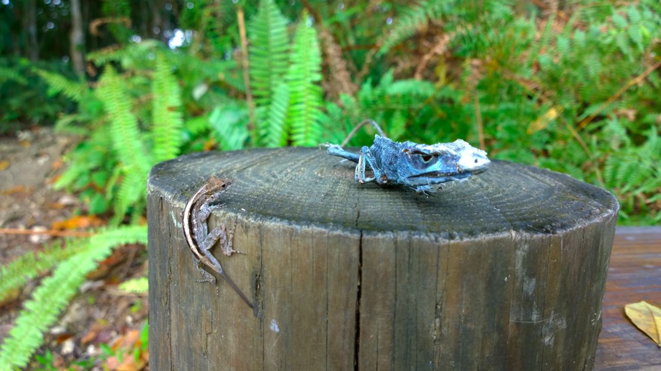 lizard lumia 1020