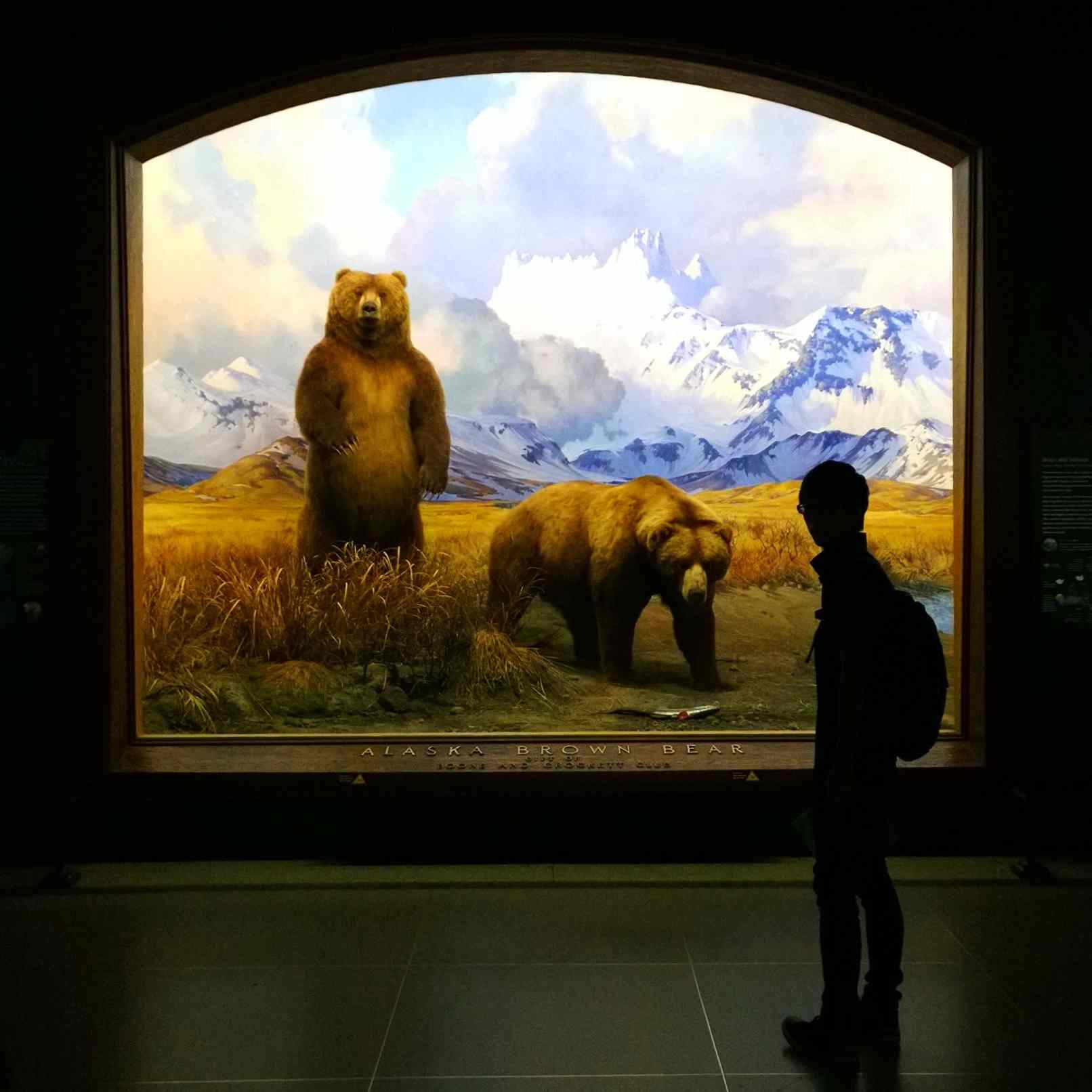 “Alaska Brown Bear” American Museum of Natural History, November 2013, Nokia Lumia 1020 by Matt Coch