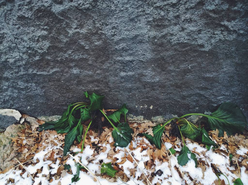 winterplants