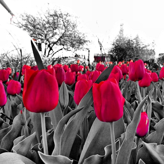 Nokia Lumia Colour Pop Kaludov1020