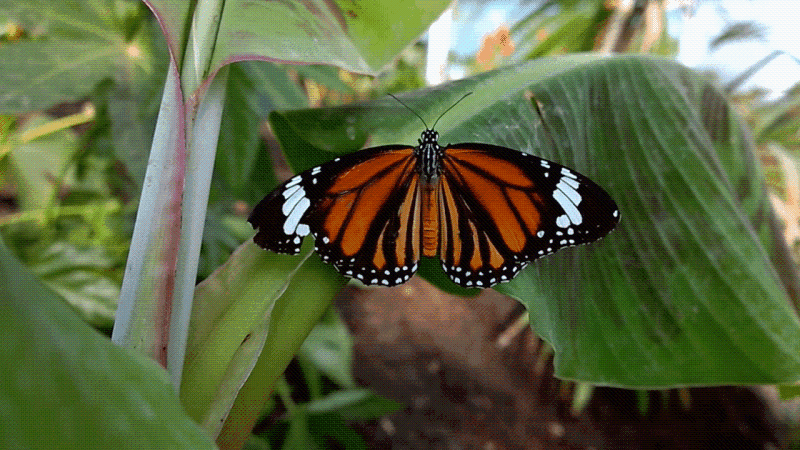 bjh_101_butterfly