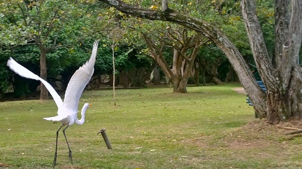 Marcelo2