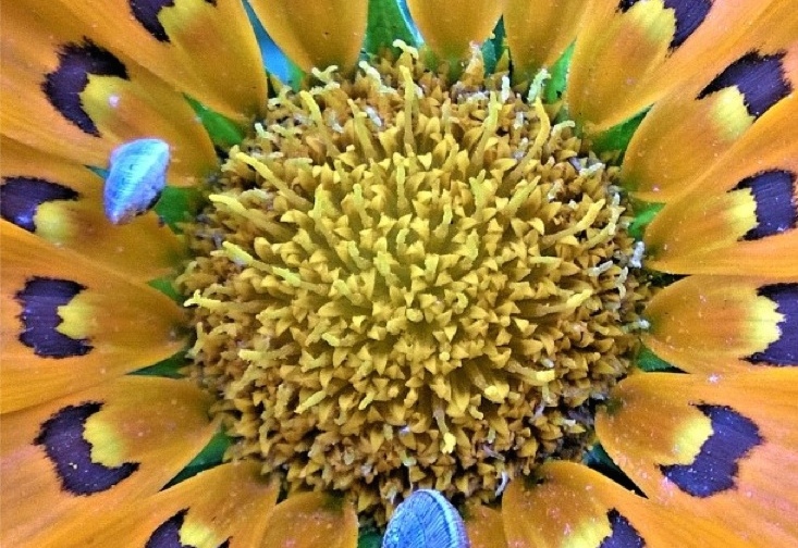 macro