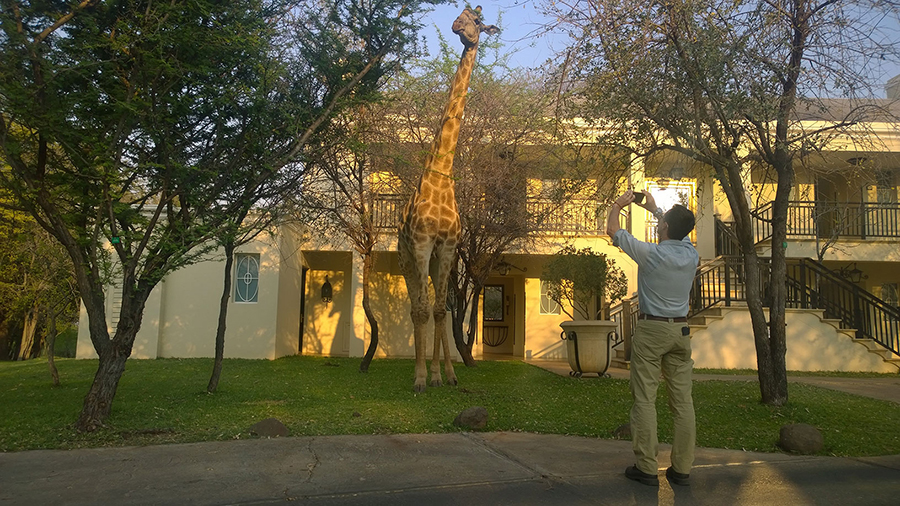 Early morning encounter with a giraffe. Shot by me with a Lumia 1020.