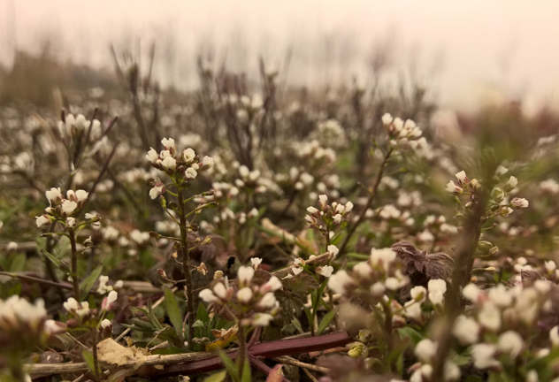Lumia-Camera_Macro_feat